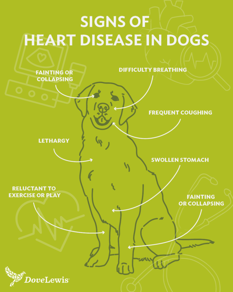 Signs of Heart Disease in Cats and Dogs | DoveLewis